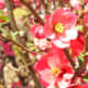 Flowering Quince