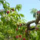 Peach tree