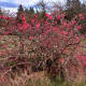 Quince in flower