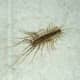 how-to-kill-house-centipedes