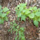 This is a new lilac bush I planted last fall. Now, in early spring it already looks like a little bush!