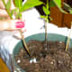 Plant new shoots in pots or at new site.