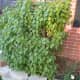 Find a healthy parent lilac bush with new shoots