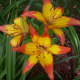 A bi-color Asiatic lily.