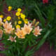 Asiatic lilies are a great addition to any perennial garden.
