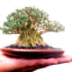 Mame Bonsai Banyan
