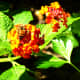 A bee is attracted to this flowering lantana.