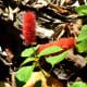 Chenille plant