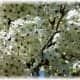 Bradford Pear tree blossoms