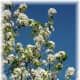 Bradford Pear blossoms against a clear, deep blue sky