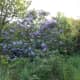 Lilac, Syringa Vulgaris