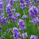 Lavender is one example of a low.growing plant!