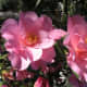 Camellia x williamsii 'Brigadoon'