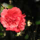 Camellia 'Althaeiflora'