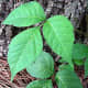 Although the saying, &quot;Leaves of three, let them be,&quot; is usually accurate, poison ivy  leaves sometimes grow in groups of 5, 7, or even 9. 