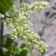 Poison ivy blooms are small and whitish.