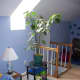 2 yr-old avocado tree.