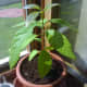 Avocado tree by the window. Look how healthy it is!