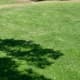 Golf-Course Mimic—typified by wide expanses of green grass and a few shade trees. Homeowners in California like this one, but it's not sustainable in most parts of the state.