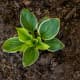My hosta plant is just a mere baby...but it will grow and spread quickly.