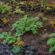 This is the same baby hosta a month later.