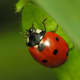 If you are plagued with aphids in your garden, this little ladybug should be your new best friend.