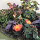 Coleus can be placed in a container with many other plants, and the result is beautiful.