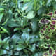 Coleus even makes surrounding foliage look better.