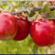 Fuji apples are tasty and now you can grow your own.