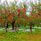 Looks like they know what they're doing in Japan as well! These Fuji apple trees look great. The Fuji is an apple hybrid developed at theTohoku Research Station in Fujisaki, Aomori, Japan, in the late 1930's, and brought to market in 1962.