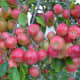 The Fuji is an apple hybrid developed at theTohoku Research Station in Fujisaki, Aomori, Japan, in the late 1930's, and brought to market in 1962.