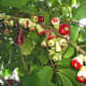 Ripening fruits,