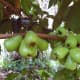 Green unripe fruits.