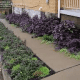 Bugleweed can thrive in rocky soil as well and can work great as ground cover.