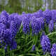 Grape muscari, one of the first colorful bursts of Spring. The bulbs must be planted the prior Fall, before the ground freezes. You need bone meal to mix with the soil to provide vitamins to store during the cold winter.