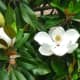 southern-magnolias-in-deep-south-landscapes