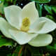 southern-magnolias-in-deep-south-landscapes
