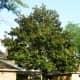 Southern Magnolia tree trimmed up from the ground.