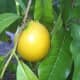 Abiu fruit on the tree