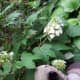 Oakleaf hydrangea