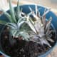 Put your pineapple top into a container with soil in it. Pat the soil down and water your pineapple plant. This top was put next to a pineapple that has been in the pot for a couple of months.