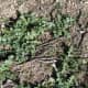 This is a young patch of milk thistle near the end of January. Don't forget to click to enlarge it.