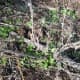 Under the remains of last year's dead plant, a young forest of milk thistle seedlings emerges after the rain. Taken November 13.