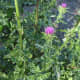 This picture gives you a good view of how the leaves get smaller and modify into thorns as the plant gets taller.