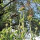 This picture of full-grown milk thistles with a large tree in the background shows you how high some of these thistles grow.