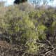 This picture shows how unkempt coyote bush can look when it takes over. 
