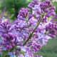flowering-shrubs-and-bushes