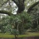 Camellia sasanqua under a live oak