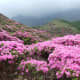flowering-shrubs-and-bushes