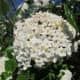 The classic Viburnum utile (Service Viburnum)